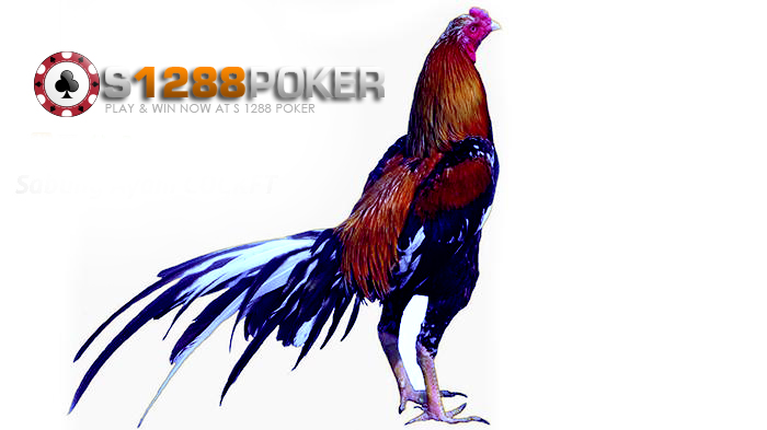 Keuntungan Bermain Sabung Ayam Online di S1288Poker