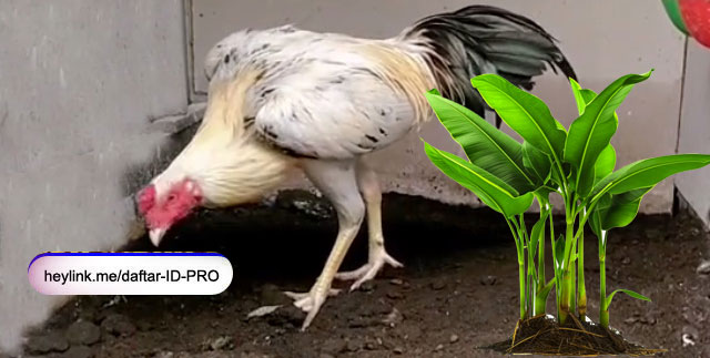 Manfaat Pupus Daun Pisang Baik Untuk Ayam Bangkok